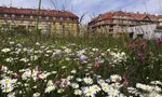Veolia vyhlásila nulovou toleranci k používání pesticidů